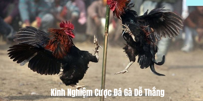 da-ga-ev88-kinh-nghiem