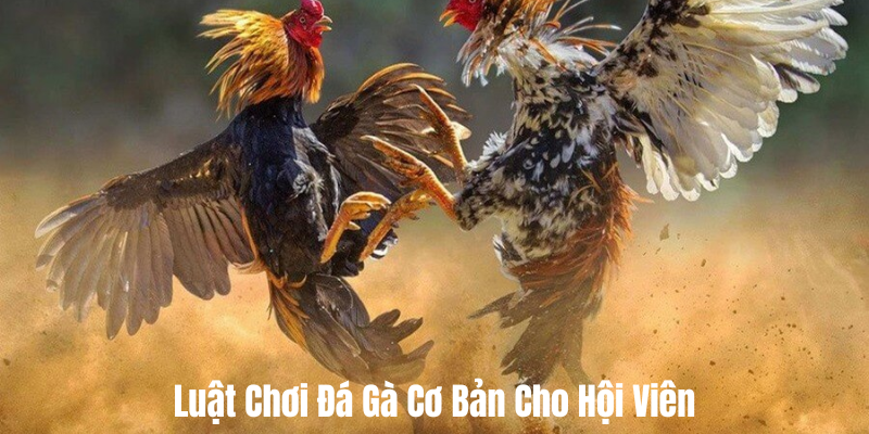 da-ga-ev88-luat-choi